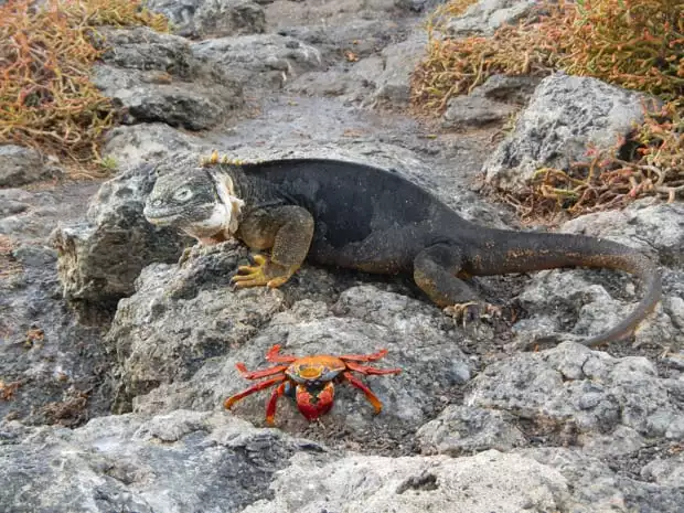Black marine iguana with yellow feet and a red and orange Sally Lightfoot crab nearby.