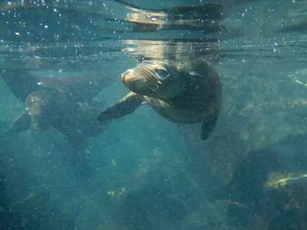 2 sea lions swimming underwater in the ocean at the Galapagos.