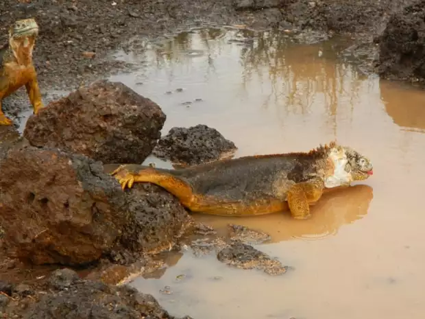 2 Iguanas wading in a small muddy puddle.