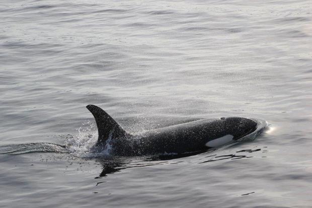 Orca seen from a small ship cruise in Alaska. 