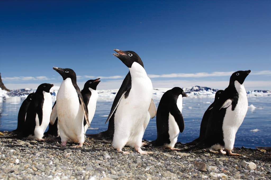 Penguins up close on a small ship expedition in Antarctica. 
