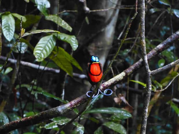 Bird of Paradise seen on an excursion from a small ship cruise to Raja Ampat, Indonesia. 