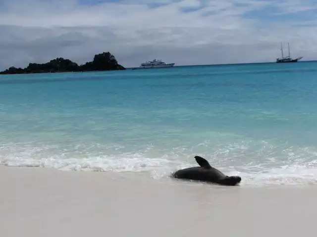 Sea lion playing in the waves on a sandy beach wit the small ship Beluga and sail boat in the background.