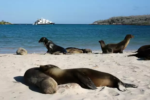Sea Lions relaxing on the beach in front of a small cruise ship.