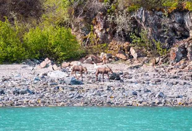 Two moose walking along the shore seen from a small ship cruise in Alaska. 