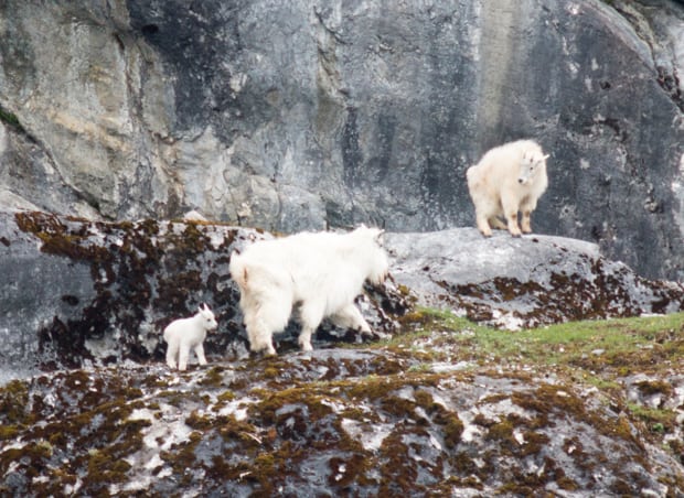 Two mountain goats with a baby goat climbing on rocks seen from a small ship cruise in Alaska. 