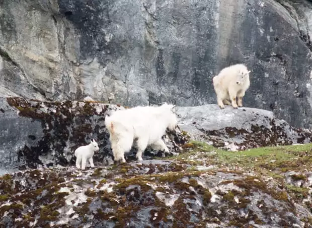Two mountain goats with a baby goat climbing on rocks seen from a small ship cruise in Alaska. 