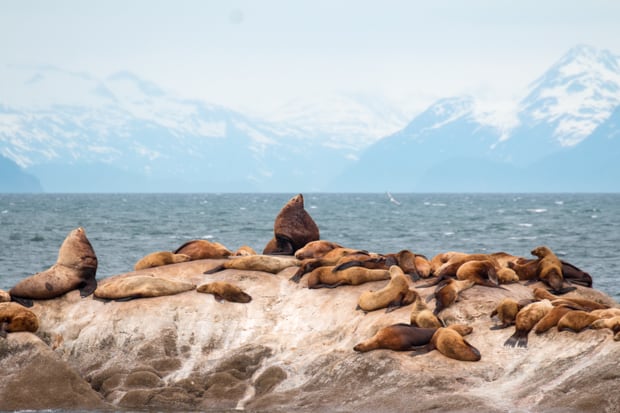 Group of sea lions on a rock with Alaska mountain peaks in the background. 