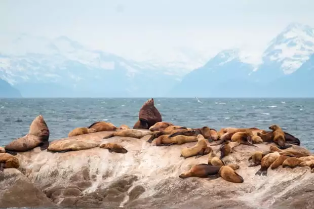 Group of sea lions on a rock with Alaska mountain peaks in the background. 
