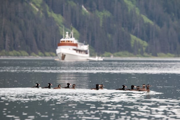 Group of birds in the water with the small ship Sea Wolf in Alaska in the background. 