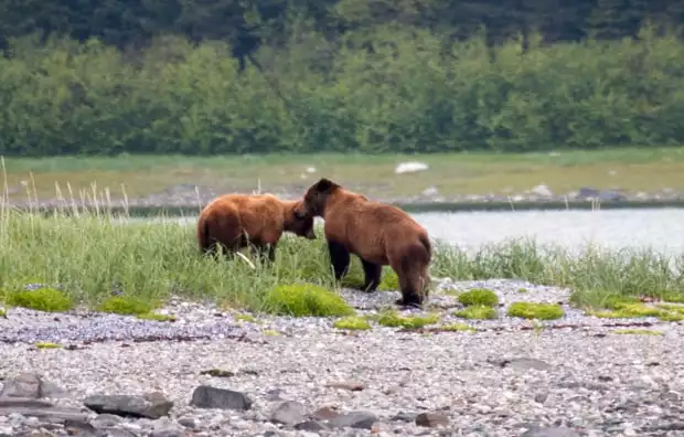 Two brown bears seen on tour from a small ship cruise in Alaska. 