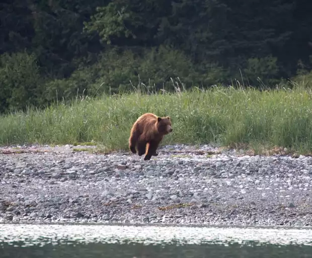 Brown bear running on the beach seen from a small ship tour in Alaska. 