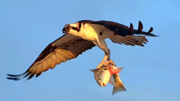 a bird flying while holding a fish