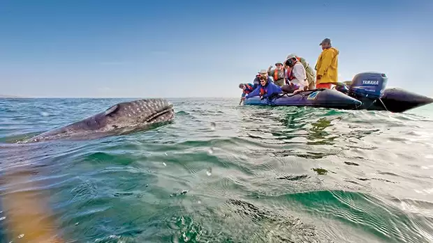 group of travelers looking at a grey whale from a skiff in baja