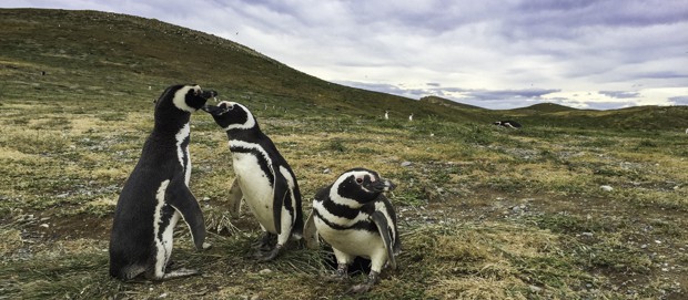 Three penguins hanging out on grassland in Patagonia. 