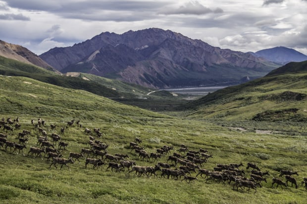 Herd of deer running in an green open range in Denali National Park in Alaska. 