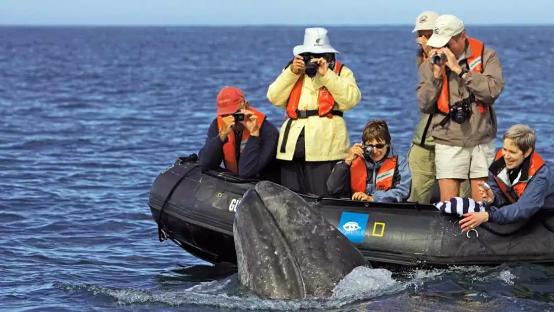 Baja travelers on a skiff taking a picture of a grey whale in baja