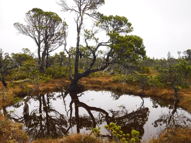 Scenery from a muskeg forest hike in Alaska. 