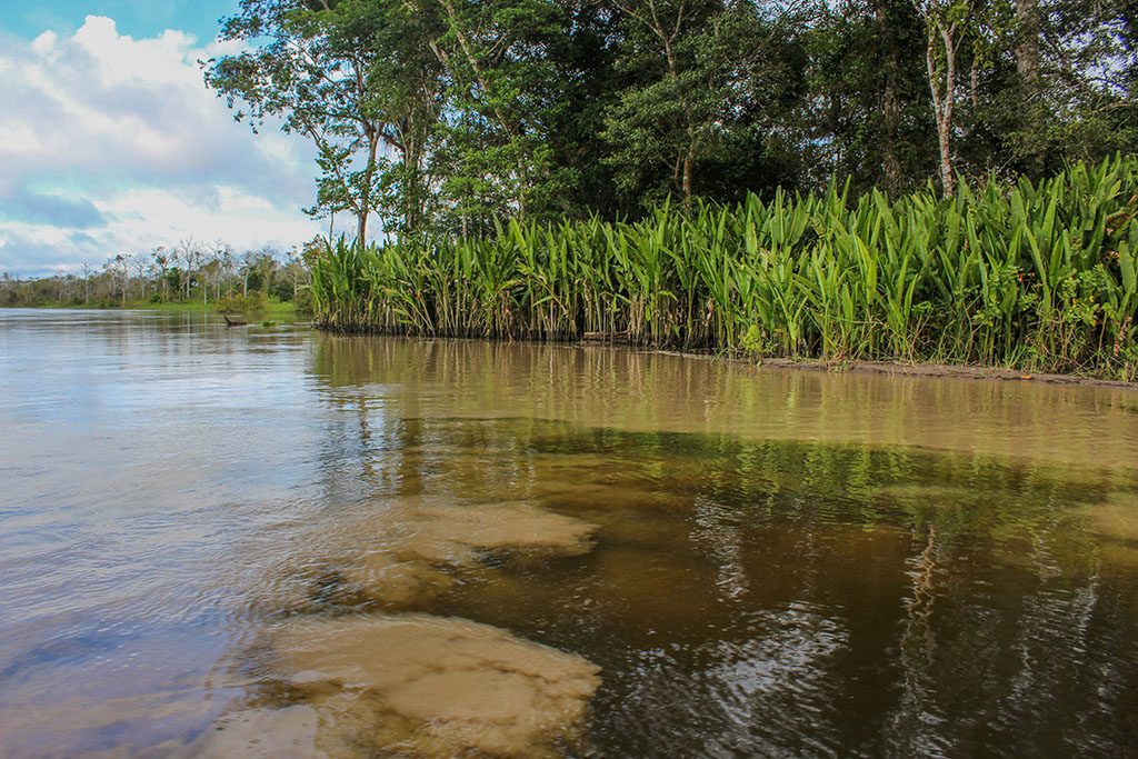 Black water and muddy water of the Amazon River converging along the shoreline