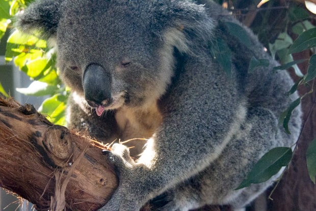A koala sticking its tongue out while climbing in a tree