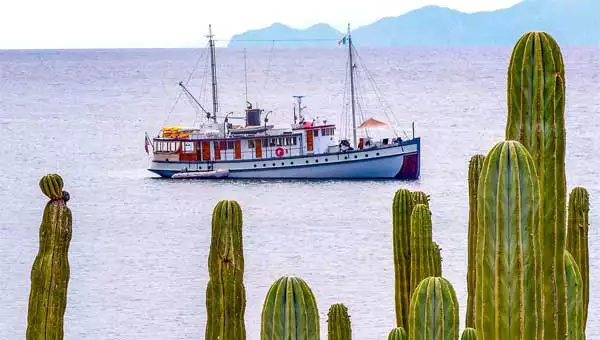 A small Baja cruise ship sails in the Sea of Cortez with a large green cactus in the foreground