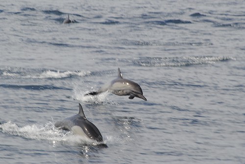 two dolphins jump out of the water in baja california