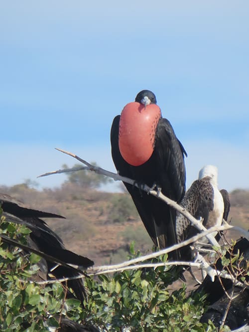 a frigatebird and a seabird perch on branches on a sunny day in baja california