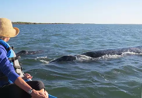 adventure traveler looks at two grey whales on a sunny day in magdalena bay in baja california