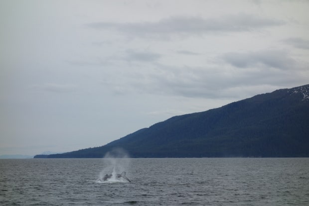 Whale breaching seen from small cruise ship in Alaskan waters. 