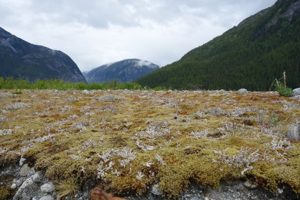 Landscape near the Baird Glacier in ALaska. 