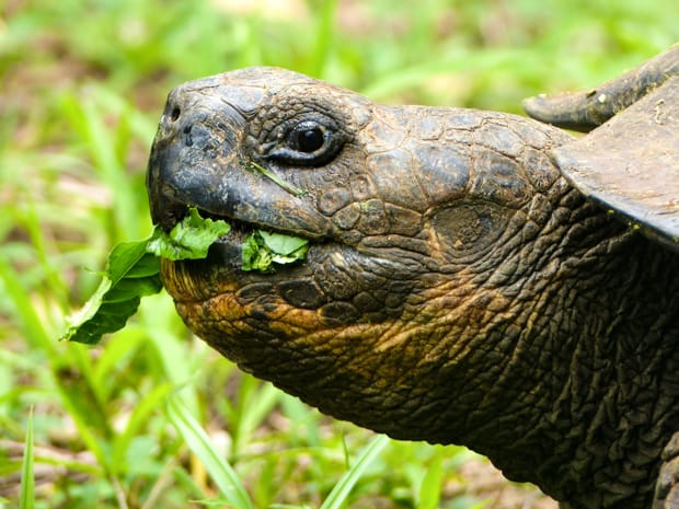 Giant Galapagos tortoise chewing leaves close-up of face with eye open
