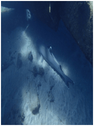 Shark resting on the bottom of the ocean on sand