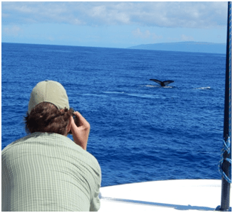 Man photographing a whale tail off a Hawaii small ship
