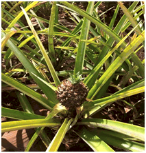 The beginning of a pineapple growing