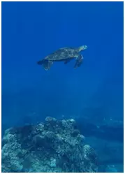 Hawaiian sea turtle swimming through deep blue water above turquoise rocks