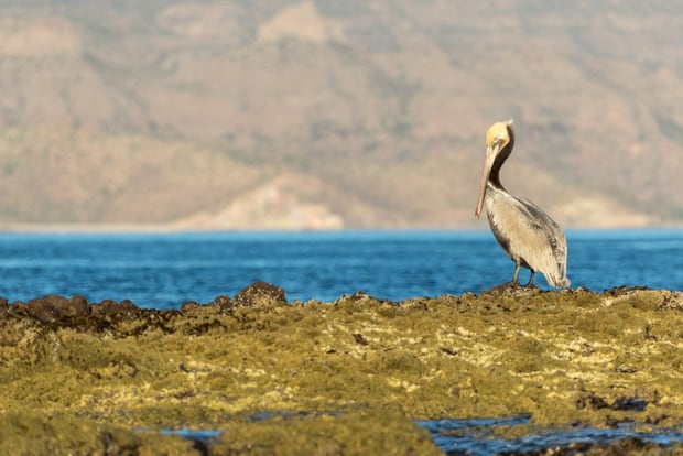 Pelican in Baja California. 