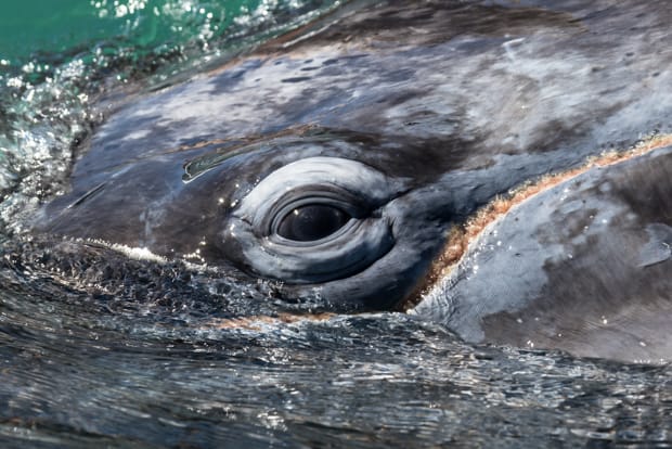 Up close whale seen from a small ship excursion in Baja California. 