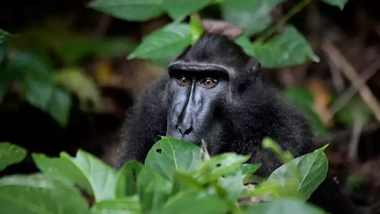 Celebes crested macaque black monkey hiding between large green leaves in the Tangkoko Nature Reserve, Indonesia.