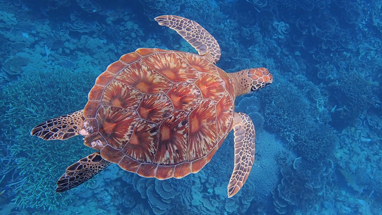 Red and orange-colored shell sea turtle swimming in cool blue waters in Sulawesi, Indonesia.