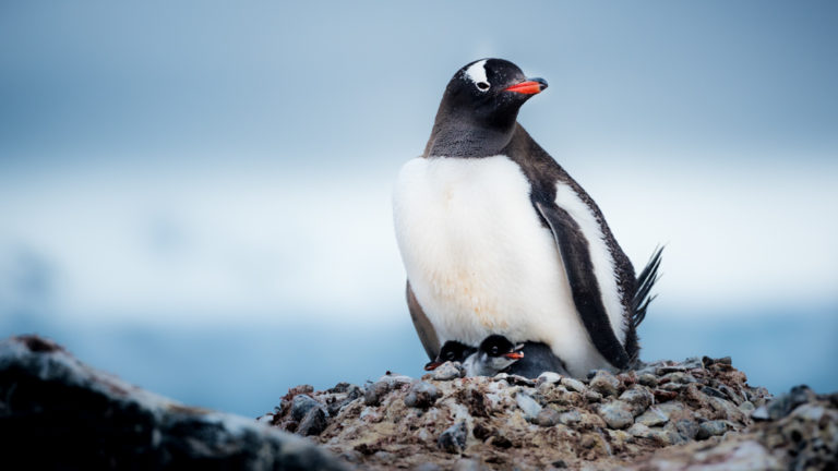 Gentoo penguin sitting atop a rocky nest with babies peeking out spotted during an Antarctica small ship expedition.
