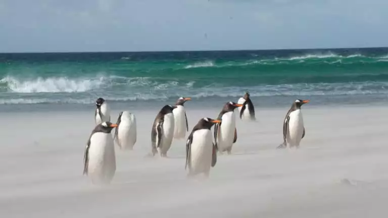 A flock of gentoo penguins stand on a sandy beach with turquoise waves rolling in behind them on the South Georgia & Polar Circle Cruise.