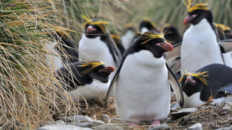 A group of Macaroni Penguins stands beside tussock grass on the South Georgia & Polar Circle Cruise.