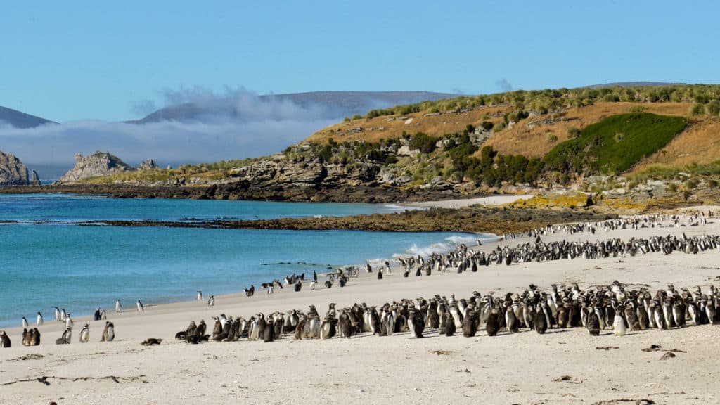 Hundreds of Magellanic penguins on the beach with blue water and green hillsides in the background on a sunny day on the South Georgia & Polar Circle Cruise.