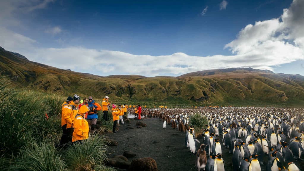 Antarctica travelers stand on edge of black-sand beach, amidst grassy tussocks, photographing king penguins on a sunny day.