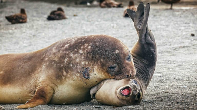 Mother seal puts mouth on pup, who has rear of body raised into the air & mouth wide open, on a