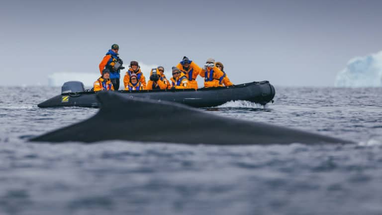 Polar travelers spot a minke whale while Zodiac cruising on an overcast day in Antarctica.