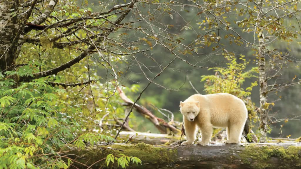 Albino Spirit Bear on a downed log in green forest.