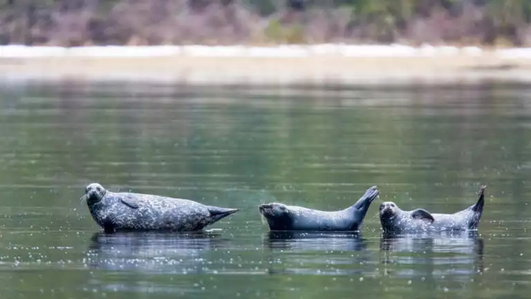 Adult harbor seals hauled out and resting on a semi-submerged log in punchbowl inside Misty Fiords National Monument just outside of Ketchikan, Southeast Alaska.
