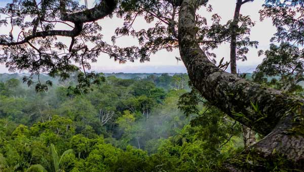 A long tree branch extends beyond the canopy on a misty morning in the Amazon rainforest.