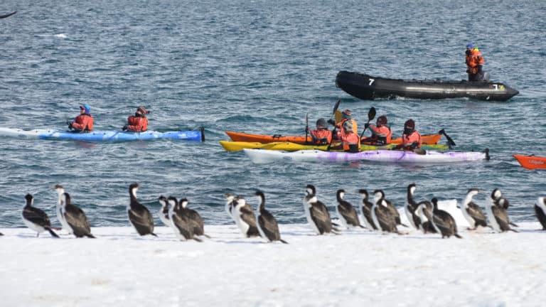 A group of tandem kayakers is followed by a Zodiac as they paddle polar waters and look at a flock of imperial cormorants on shore during the Antarctic Southern Latitudes expedition.